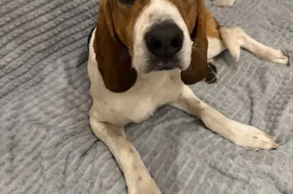 Найдена собака, Мытищи, фото: Найден собака, улица Красная слобода, 7, Мытищи - предположительно эстонская гончая