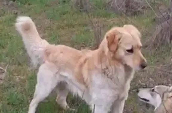 Найдена собака, Ростов-на-Дону, фото: Найдена собака, Путевая улица, 35, Ростов-на-Дону - похожа на золотого ретривера