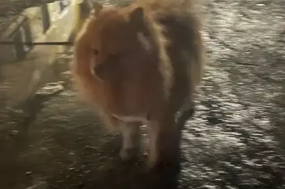 Найденные животные Мурманск, фото: Найдена собака, женская, улица Ушакова, Мурманск