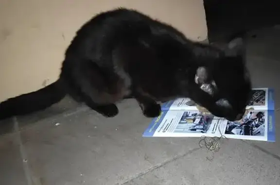 Найдена кошка, Калининград, фото: Найдена кошка, женская, улица Радистов, 12, Калининград - черная и ручная