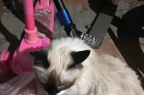 Найдена кошка, Пенза, фото: Найдена кошка, улица Терновского, 166, Пенза - сиамская порода, голубые глаза