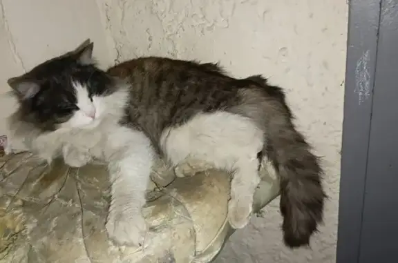 Найдена кошка, Новороссийск, фото: Найдена кошка, мужской пол, улица Видова, Новороссийск - нуждается в помощи