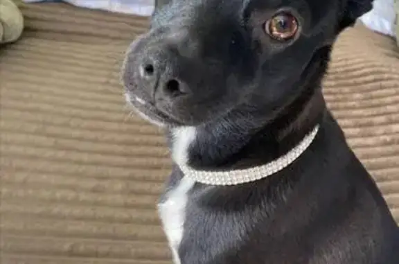 Пропал пинчер, Экскаваторная улица, 4, Калининград - черный, среднего размера - photo