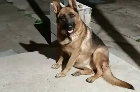 Пропала собака, 2-я Рабочая улица, 10А, Казань - черно-коричневый окрас - photo