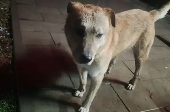 Найдена собака, Ростов-на-Дону, фото: Найден собака, Стабильная улица, Ростов-на-Дону - золотистый окрас, умные карие глаза