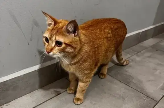 Объявления о пропавших и найденных животных, Калуга, фото: Найдена кошка, улица Владимира Козлова, 4, Калуга - рыжая с худощавой комплекцией