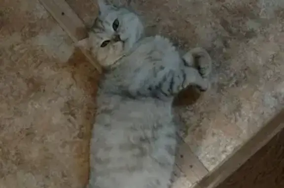 Пропала кошка, Новлянская улица, 16/2, Воскресенск - уличная с ошейником-цепочкой - photo