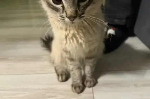 Найденные животные Москва, фото: Найден кот, Знаменская улица, 19, Москва - разноцветный