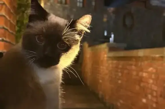 Найдена кошка, Калининград, фото: Найдена кошка, Юбилейная улица, Калининград - дружелюбный и опрятный котик