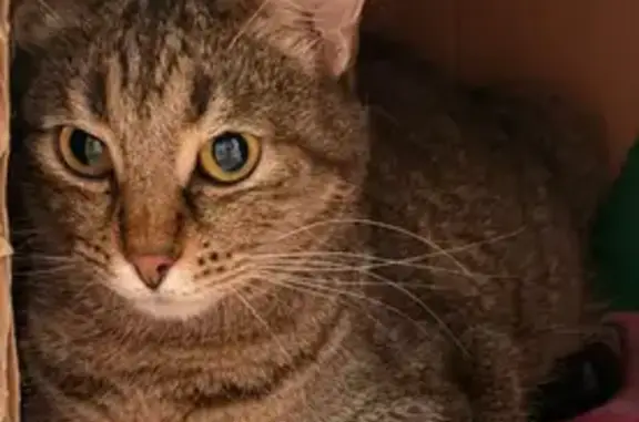 Найдена кошка, Ростов-на-Дону, фото: Найден кот, Орбитальная улица, 88 к1, Ростов-на-Дону - чистый и запуганный