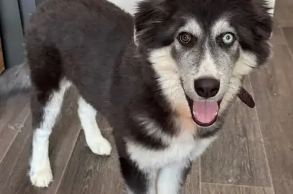 Собаки потеряшки, Хабаровск, фото: Потеряшка собака, Шахтинский переулок, 8, Хабаровск - щенок с разными глазами