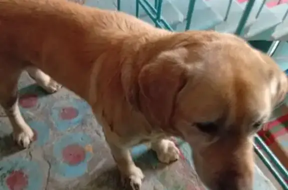 Найденные животные Миасс, фото: Найден собака, улица 60 лет Октября, Миасс - умный и добрый, знает команды