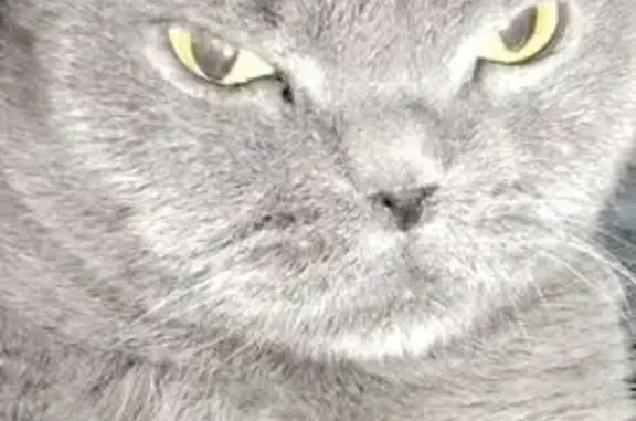 Пропал кот, Ленинский проспект, Санкт-Петербург - дымчатый - photo