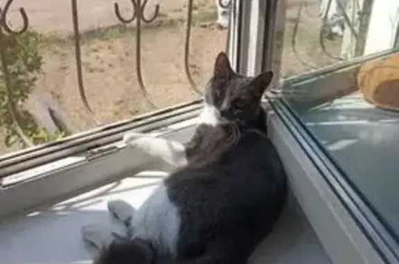 Пропала кошка, Чита, Забайкальский край - серая спинка и хвост - photo