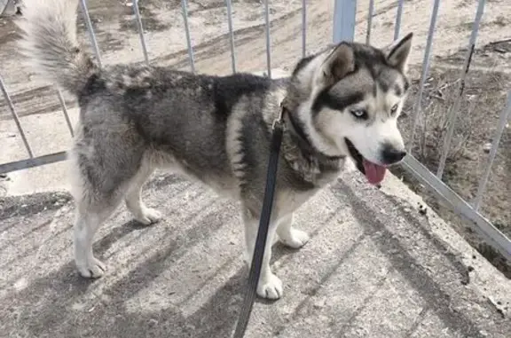 Найденные животные Воронеж, фото: Найден собака, мужской, улица Ворошилова, Воронеж - серо-белый хаски