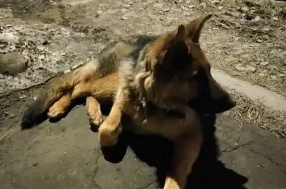 Найдена собака, Вологда, фото: Найдена собака, Белозерское шоссе, 3, Вологда - овчарка в ошейнике