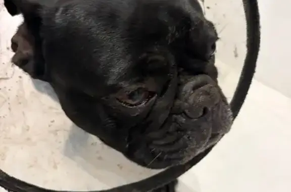 Найденные животные Челябинск, фото: Найден собака, Прибрежная улица, Челябинск