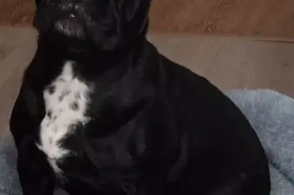 Пропала собака, женский пол, переулок Лесников, 2, Добрянка - черная с галстуком на грудке - photo