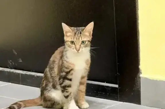 Найденные животные Владивосток, фото: Найдена кошка, улица Адмирала Смирнова, 22, Владивосток - трехцветная с белой грудкой