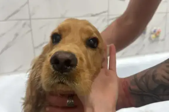 Найдена собака, Грановщина, фото: Найден кобель кокер спаниеля, Грановщина, Иркутская область