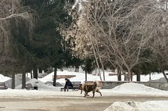 Найдена собака, Томск, фото: Найдена собака, переулок 1905 года, Томск - крупная с ошейником