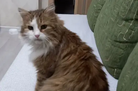 Пропал кот, Ярмарочная улица, Чебоксары - трёхцветный с белым фартуком - photo