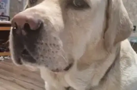 Пропал собака, Красный Партизан, Чарышское - палевый с клеймом - photo