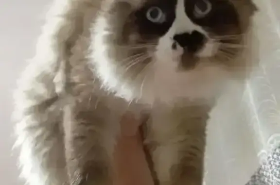 Пропала кошка Мальчик, Баймак (rl1159262) - photo