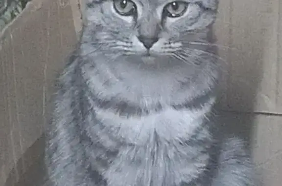 Пропал кот, улица Ватутина, Уфа - светло серенький с тёмными полосками - photo