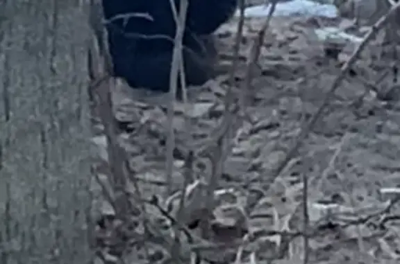 Объявления о пропавших и найденных животных, Обнинск, фото: Найдена кошка, проспект Ленина, 85Г С1, Обнинск - очень пушистая