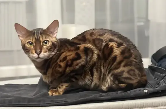 Пропала кошка, мужской пол, Первомайская улица, 3, городской округ Липецк - бенгал, 2 года - photo