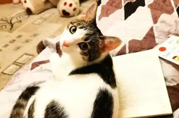 Пропала кошка, улица Веденяпина, 7, Нижний Новгород - белая с серыми 