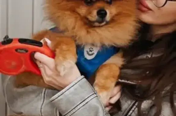 Пропал собака, улица Ленина, 30, Альметьевск - рыжий окрас, добрый - photo