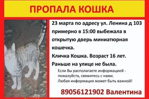 Пропала кошка, женская, улица Ленина, 103, Кострома - серая, 16 лет - photo