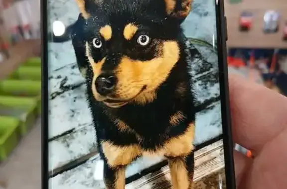 Найдена собака, Новосибирск, фото: Найден кобель собаки, Потюкановский сельсовет - дворняга с голубыми глазами