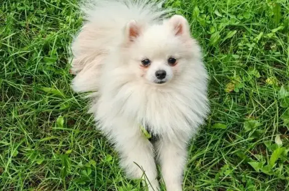 Пропал собака, улица Академика Бардина, 41, Екатеринбург - померанский шпиц, кличка Умка - photo