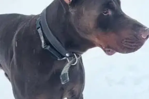 Пропал доберман, 41К-070, Щегловское сельское поселение, Щегловское - кобель с клеймом и ранкой на лапе - photo