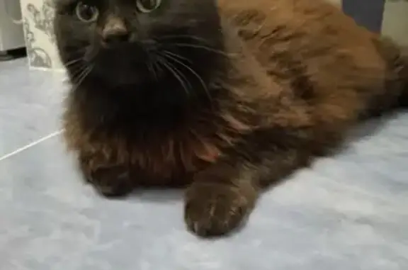 Найденные животные Ростов-на-Дону, фото: Найдена кошка, Батуринская улица, Ростов-на-Дону - чёрная пушистая