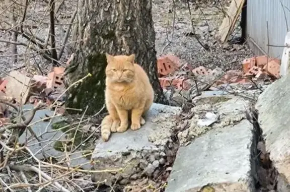 Найдена кошка, Санкт-Петербург, фото: Найдена кошка, Бухарестская улица, 124/56, Санкт-Петербург - рыжий, осторожный