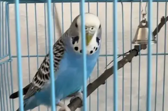 Найденные животные Челябинск, фото: Найдена птица, улица Университетская Набережная, Челябинск - синяя девочка