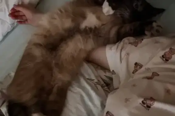 Пропала кошка, Вожега - серо-пепельный с белым, мордочка черная - photo