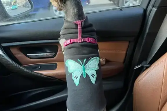 Объявления о пропавших и найденных животных, Санкт-Петербург, фото: Найдена собака, женский пол, улица Пестеля, 5, Санкт-Петербург