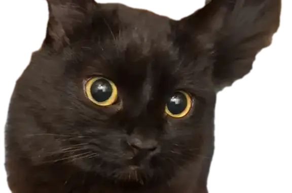 Пропал кот, 13, Старый Оскол - полностью черный, зеленые глаза - photo