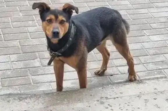 Найденные животные Ростов-на-Дону, фото: Найден собака, Суздальский переулок, 17, Ростов-на-Дону - черно-коричневого окраса