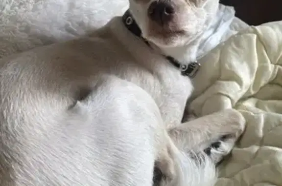 Пропал собака, Онежская улица, Супсех - слепой, небольшого роста - photo