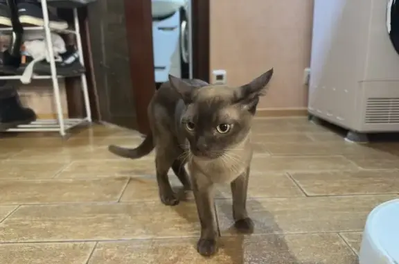 Найдена кошка, Октябрьский, фото: Найден кот, Новая улица, Октябрьский - бурма, кастрированный