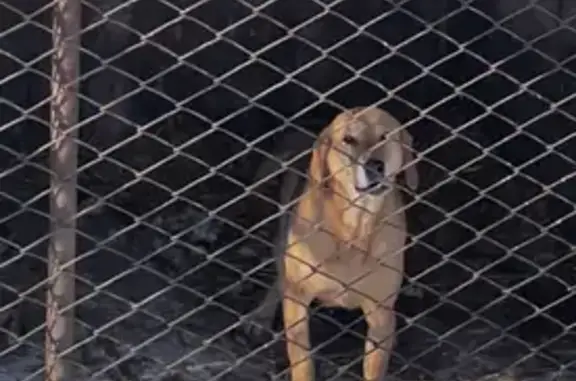 Потерянные животные Задонск, фото: Пропала собака, Задонск, Липецкая область - родинка на правой стороне