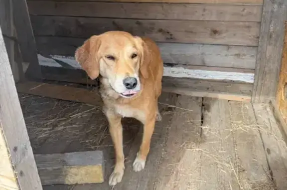 Найденные животные Волжский, фото: Найден собака, Садовая улица, Волжский - молодой кобель с ошейником и поводком