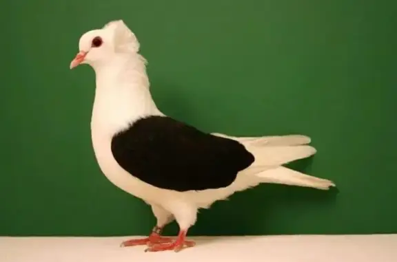 Найденные животные Демидовское, фото: Найден голубь, 4, Демидовское сельское поселение, Демидовское - белый с черными крыльями