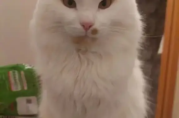 Пропал кот, улица 8 Марта, Элиста - белый с рыжими пятнами - photo